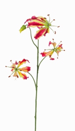 Lelie gloriosa 80cm